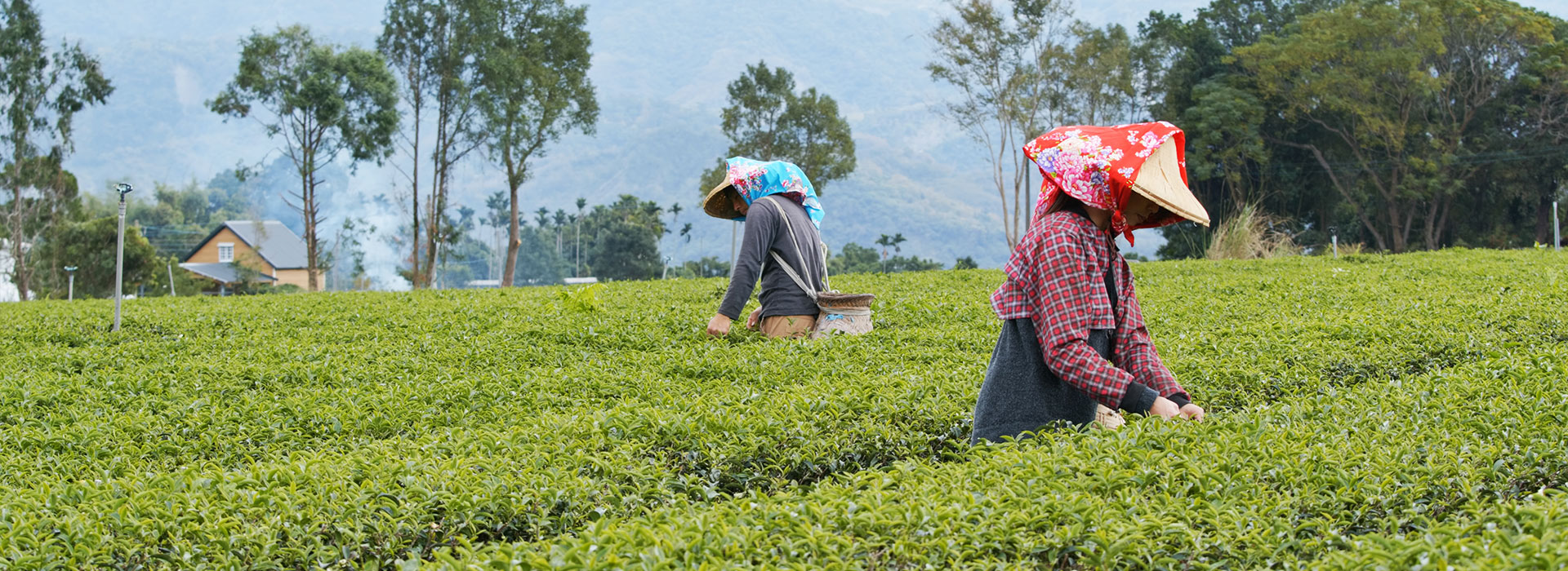 Darjeeling 